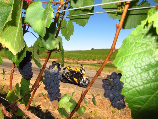 Soon it will be wine. Willamette Valley, September 16th, 2012