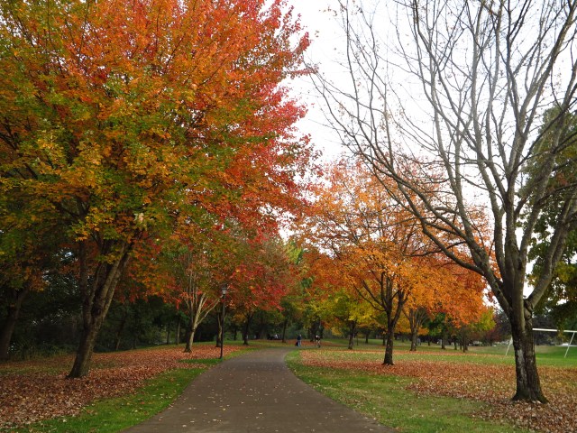 Fall at the neighborhood