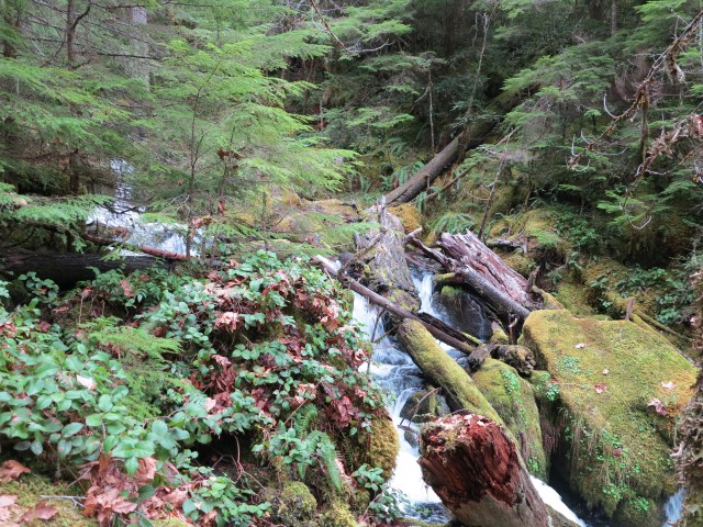 Typical Cascades creek and falls.