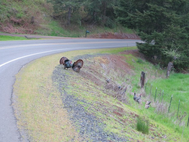 Turkeys along the road.