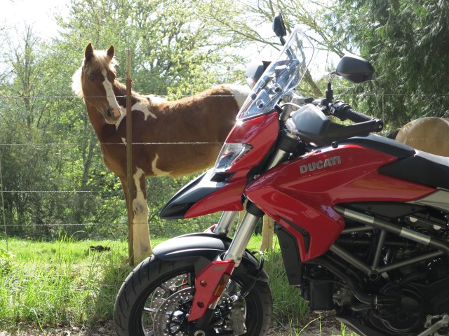 The horse could surprised when I said: 110 horses!