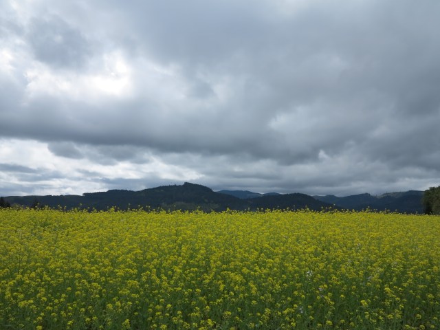 Canola, I think, fields just east of Brownsville, OR. April 28, 2013