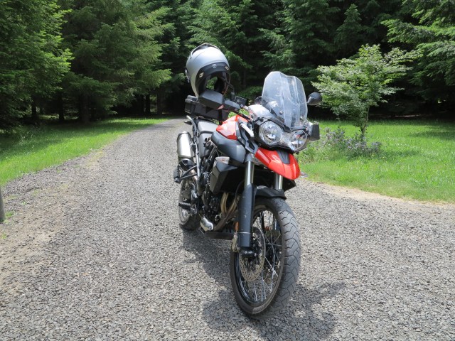 Tiger waited patiently.