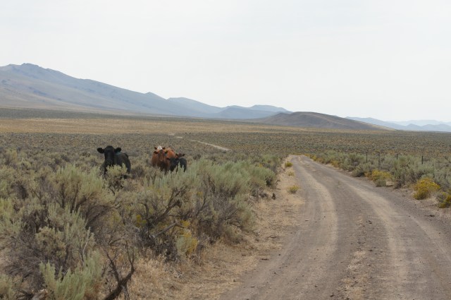 Rincon Flat, cattle, Lone Mt Loop. Photo courtesy Christian Abächerli