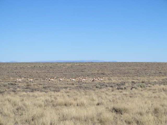 Antelope, Steens Mountain on the background