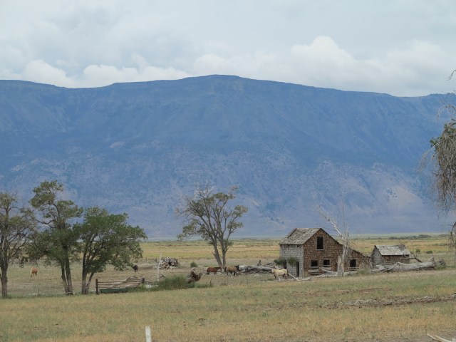 Horses just outside Plush, OR.