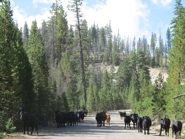 Cattle on the road