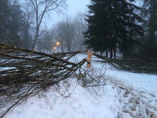 This is just one of the many trees damaged by the February 2014 snow storm