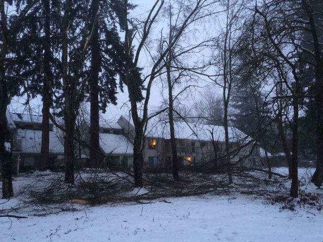 Minor tree branches on the ground, throughout the area.