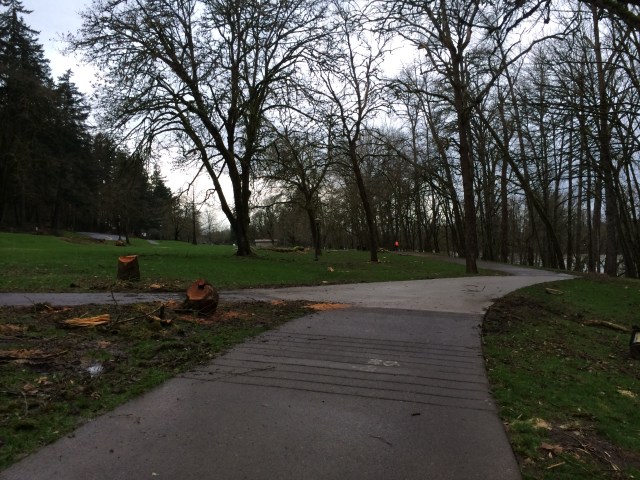 Several heavily damaged trees were cut