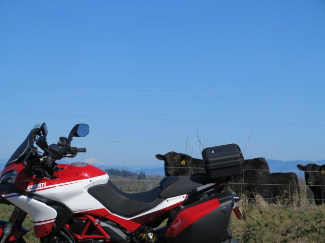 Making eye contact with a black angus cattle. When will they rebel? 