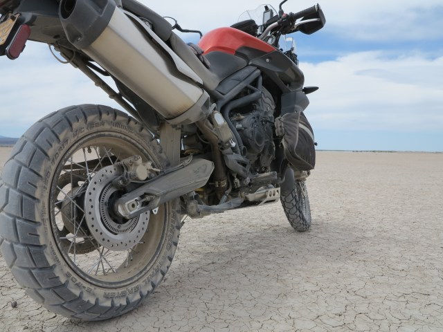 The Tiger on a dry lake bed.